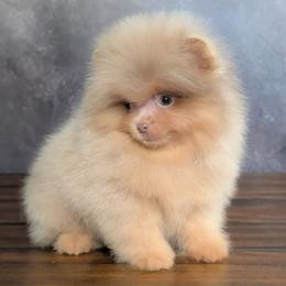 Cannoli - Lavender male Pomeranian puppy in Fultonville, New York from Sandy Aussies, Mini Dachshunds & Pomeranians