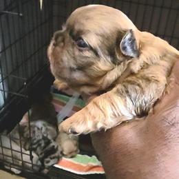 Girl 1 - Fawn and white female French Bulldog puppy in Charlotte, North Carolina from Solid Bulls Kamp LLC