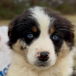 Ember - Girl 1 - Blue merle female Miniature Australian Shepherd puppy in Murfreesboro, Tennessee from Norby's Mini Aussies