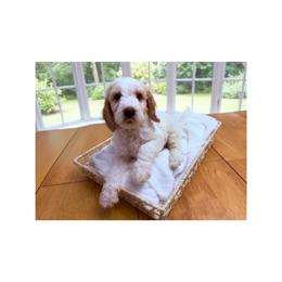 1400.00 Casper: Blue Collar - Parti male Goldendoodle puppy in Raceland, Louisiana from Cajun Doodles