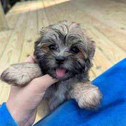 Anchor - Gold male Morkie puppy in Barren Springs, Virginia from Seeking Shalom Acres Maltese, Maltipoos & Havamalts