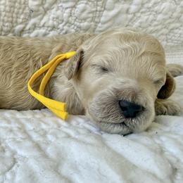 Mr Yellow Collar - Cream male Poodle puppy in Screven, Georgia from Dreamland Standard Poodles