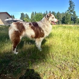 Cookie - Australian Shepherd
