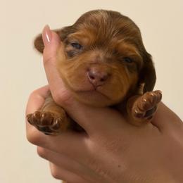 Shaded red dapple longhair male - Dapple male Dachshund puppy in El Paso, Texas from IVK9's Dachshunds