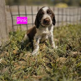 PINK - Liver white and roan female English Springer Spaniel puppy in Jesup, Georgia from 31 Pines Kennels