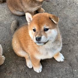 Sonic - Red male Shiba Inu puppy in Marshall, Minnesota from Tobitatsu Shiba Inu