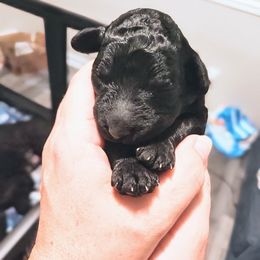 Chow Chow and Poodle Puppies from Pandora