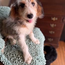 Lucy - Blue merle female Aussiedoodle puppy in Lowville, New York from Adirondack Labradoodles