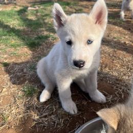 Cloud - Sable and white male Siberian Husky puppy in Bangs, Texas from Final Siberians