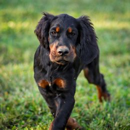 Orange - Black and tan male Gordon Setter puppy in Gordonville, Pennsylvania from Blue Ribbon Setters