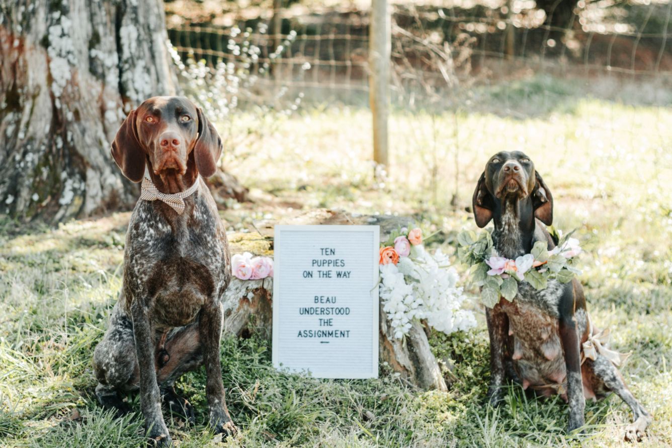 Peters Built Pointers in Georgia | German Shorthaired Pointer puppies ...