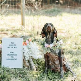 German Shorthaired Pointers from Peters Built Pointers