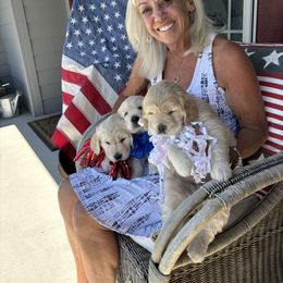 Golden Retriever Puppies from Royal Golden's