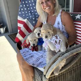 Golden Retriever Puppies from Royal Golden's
