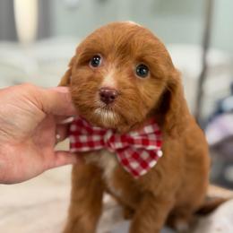 Boots - Red male Cavapoo puppy in Colcord, Oklahoma from Copper Lane Aussies, Doodles & Cavapoos