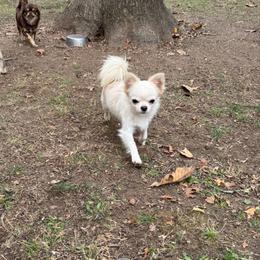 Polar - Chihuahua