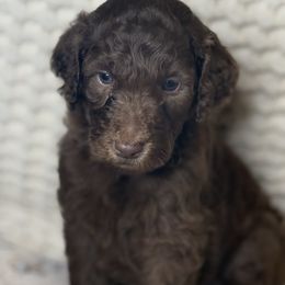 Assorted Doodle Crosses Puppies from LaiCi Doodles