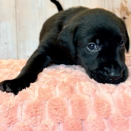 Light Pink Collar Black Female - Black female Labrador Retriever puppy in Gainesville, Georgia from Rucker Retrievers