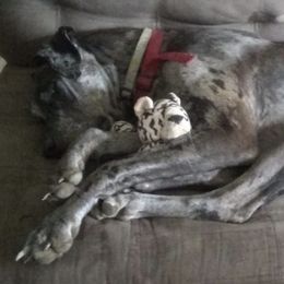 Great Danes from SS Majesty Danes