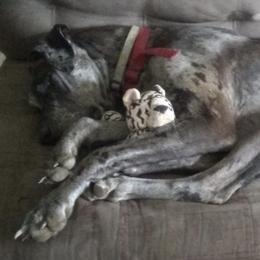 Great Danes from SS Majesty Danes