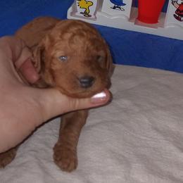 Black collared medium male - Red  male Poodle puppy in Licking, Missouri from Majestic Embrace Poodles