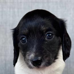 Brindle Pointed Piebald Girl - Brindle female Dachshund puppy in Houston, Texas from L&L 4D Dancer’s Dachshunds