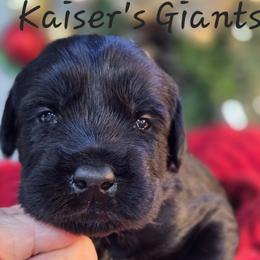 Girl 2 - Black female Giant Schnauzer puppy in Billings (Bil), Montana from Kaiser's Giants