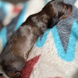 Dachshund Puppies from TMJ Dachshunds & More