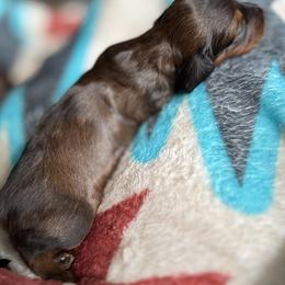 Dachshund Puppies from TMJ Dachshunds & More