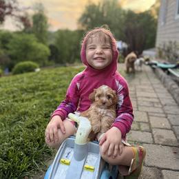 Girl 1 - Red female Cockapoo puppy in Birdsboro, Pennsylvania from Cooper Family Cockapoos