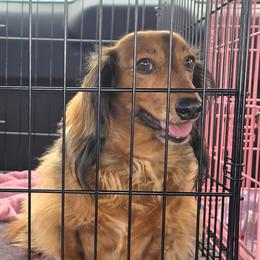 Jimmy Dean - Red male Dachshund puppy in El Paso, Texas from Mells Weenies