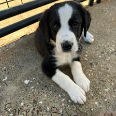 Bordoodle Puppies from Lunatic Kennel