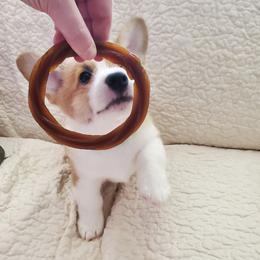 Pembroke Welsh Corgis from Sarah Reeves