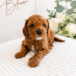 David - Red male Cavapoo puppy in Ephrata, Washington from Mustard Seed Doodle Co.