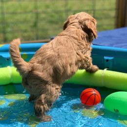 Australian Labradoodle Puppies from Integrity Labradoodles