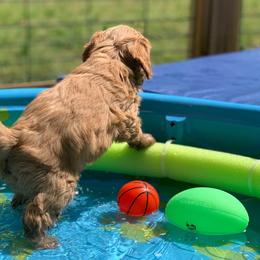 Australian Labradoodle Puppies from Integrity Labradoodles