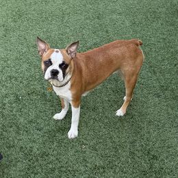 Dahlia - Boston Terrier