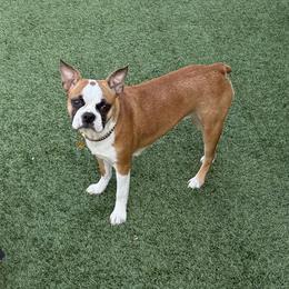 Dahlia - Boston Terrier