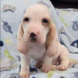 Lincoln - Lemon and white male Basset Hound puppy in Newton Grove, North Carolina from MGA Basset Hound