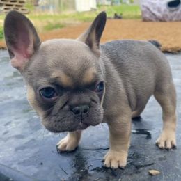 French Bulldog Puppies from Blue Lotus Frenchies