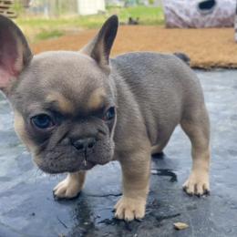 French Bulldog Puppies from Blue Lotus Frenchies