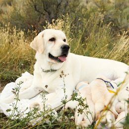 Maple - Labrador Retriever