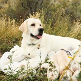 Maple - Labrador Retriever
