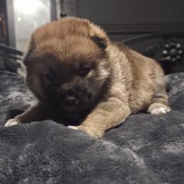 Willow - Red female Shiba Inu puppy in Stanley, North Carolina from Yoru's Dojo Legacy