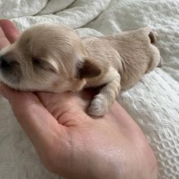 Morkie Puppies from Morkies of Milton
