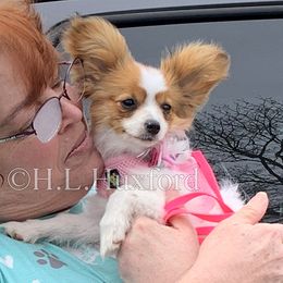 Papillon Puppies from Holly Huxford