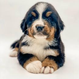 Juniper - Black rust and white female Bernese Mountain Dog puppy in Hudson, Indiana from TurkeyCreek-K9