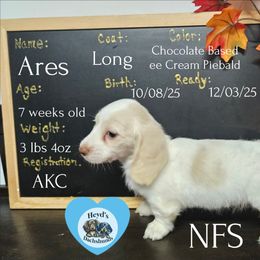 Biscuit - Cream male Dachshund puppy in Hoquiam, Washington from Heyd's Mini Dachshunds