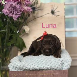 Luna - Chocolate female Australian Labradoodle puppy in Citrus Heights, California from Elite Blend Labradoodles