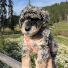 Blue Boy - Brown male Whoodle puppy in Kalispell, Montana from Countryman Whoodles